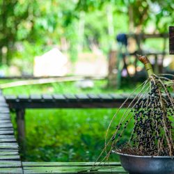 ACAI PAR SITE INTERELOS